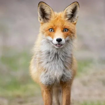 体育评论员 张指导